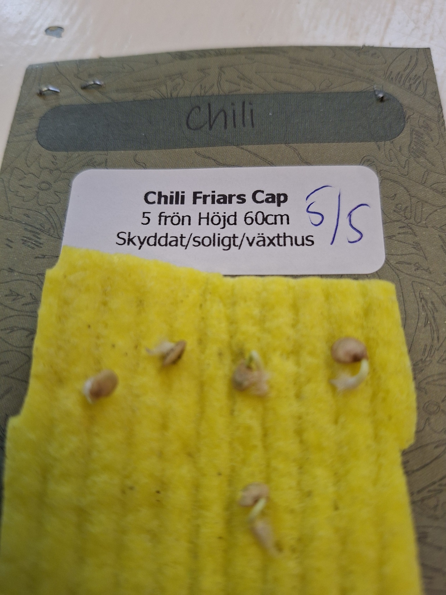 Chili Friars Cap 5 frö - 2