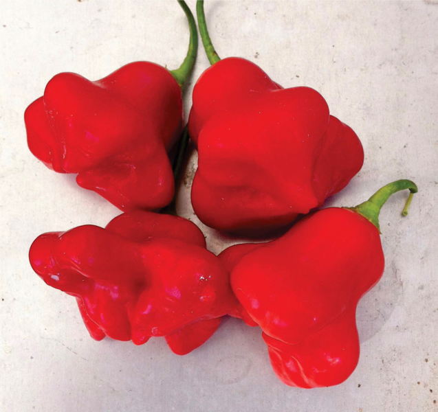 Chili Friars Cap 5 frö