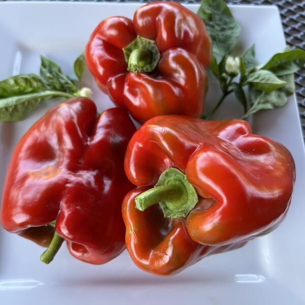 Paprika Quadrato d´asti Rosso 20 frön
