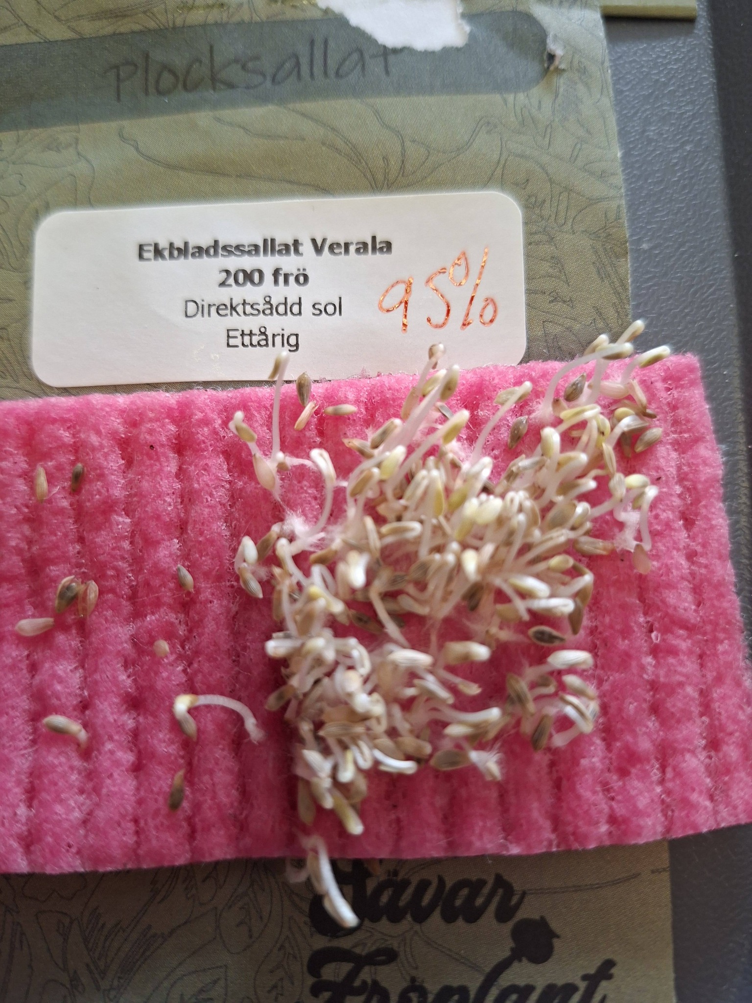 Ekbladssallat  Verala 200 frö - 2