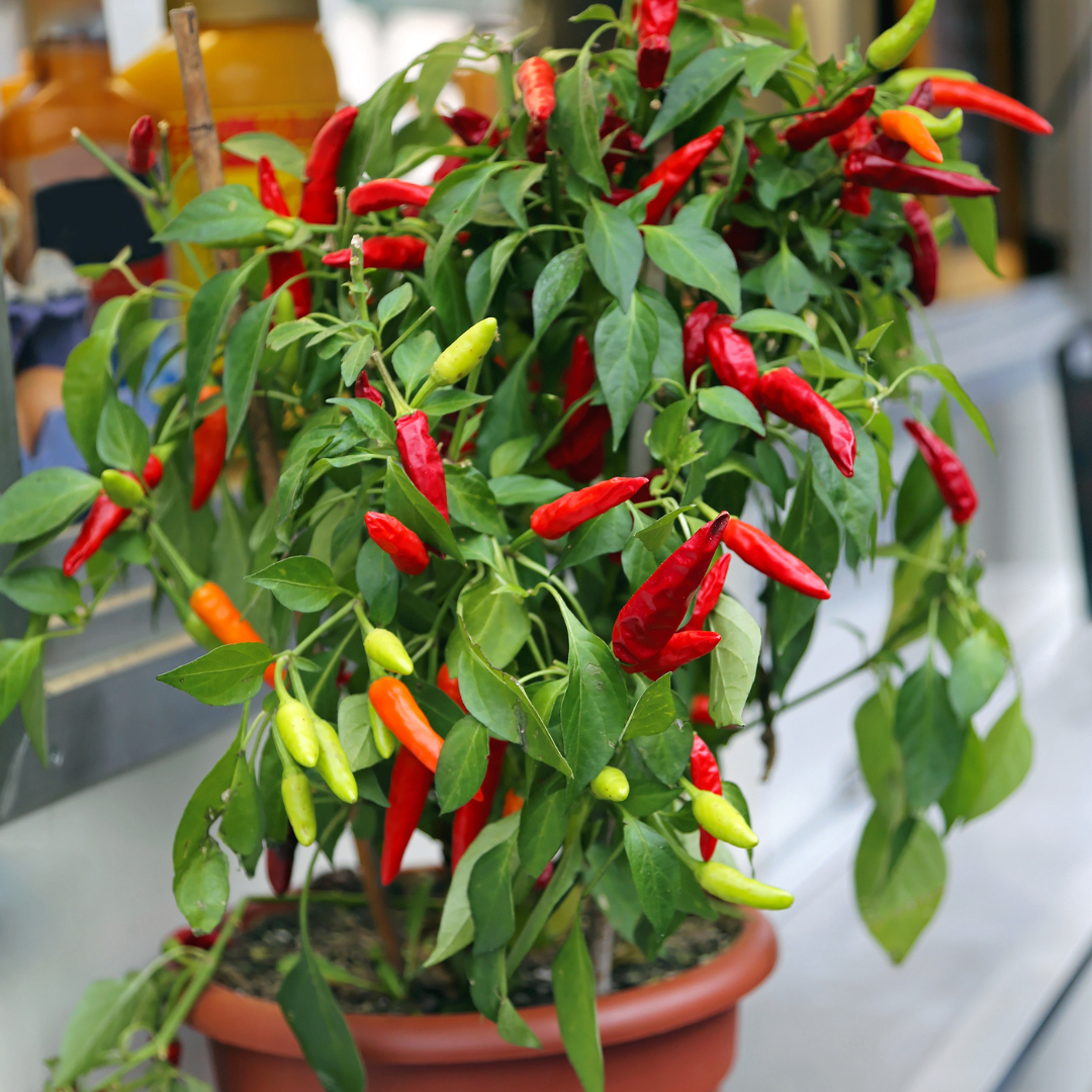 Så odlar du chili från frö – en guide för nybörjare och entusiaster  - 5