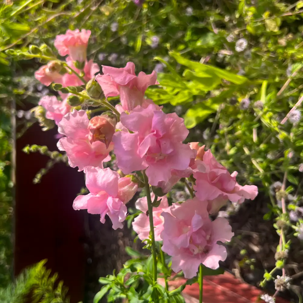 Lejongap 'Snapstar Pink F1'