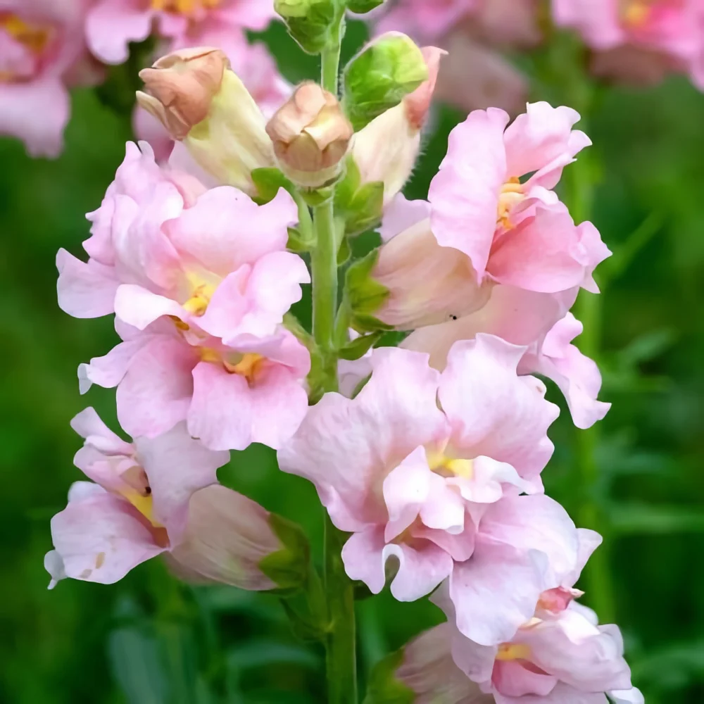 Lejongap 'Madame Butterfly Pink' F1