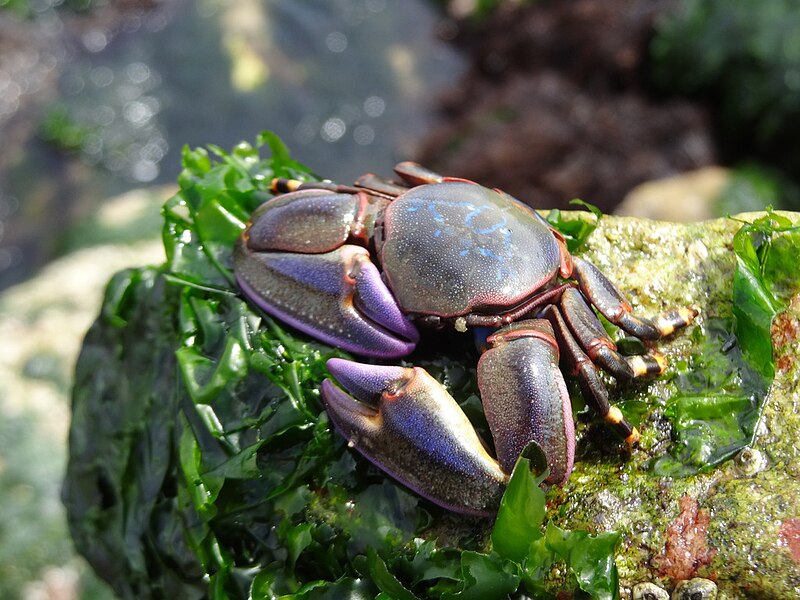 Neopetrolisthes sp.i ( Porslinskrabba )