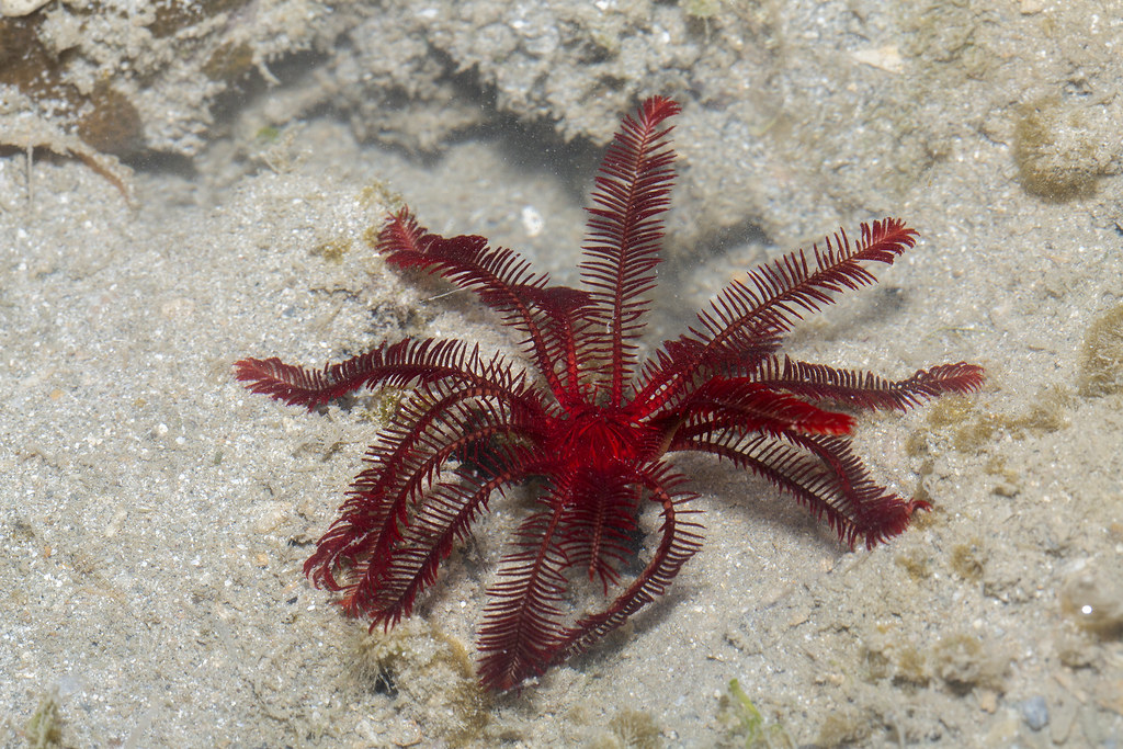 himerometra robustipinna