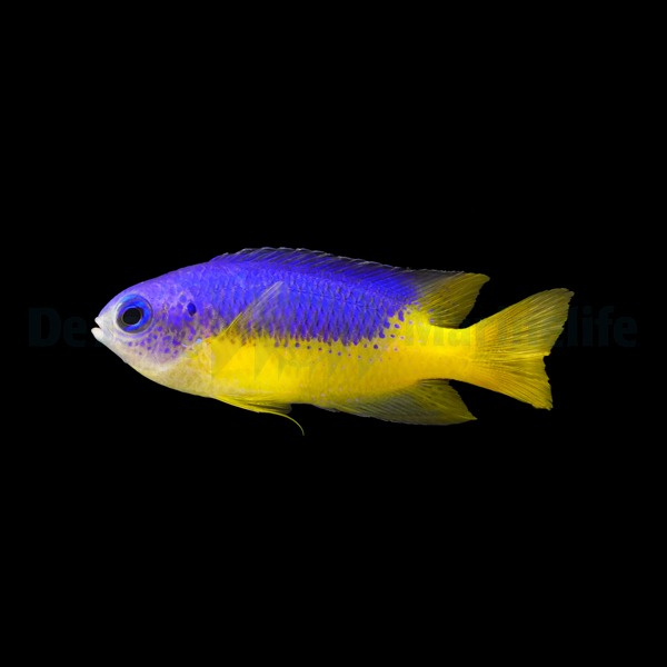 Pomacentrus Auriventris (reef safe)