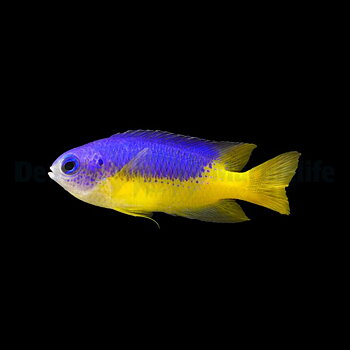 Pomacentrus Auriventris (reef safe)