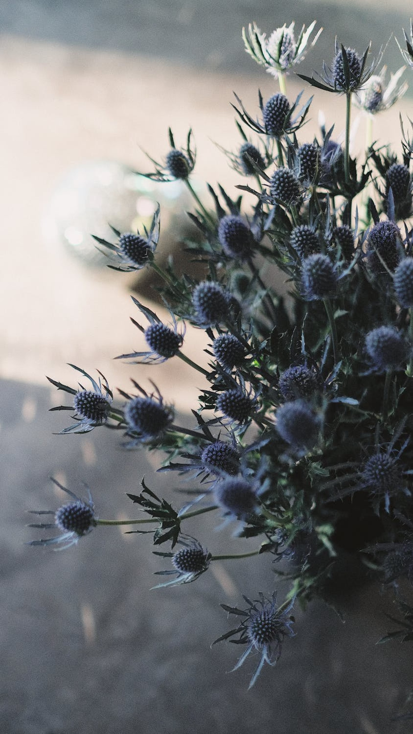 Rysk Martorn 'Blue Glitter'