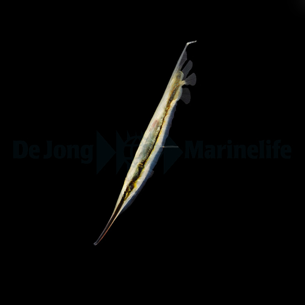 Aeoliscus Strigatus (reef safe)