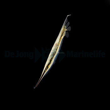 Aeoliscus Strigatus (reef safe)