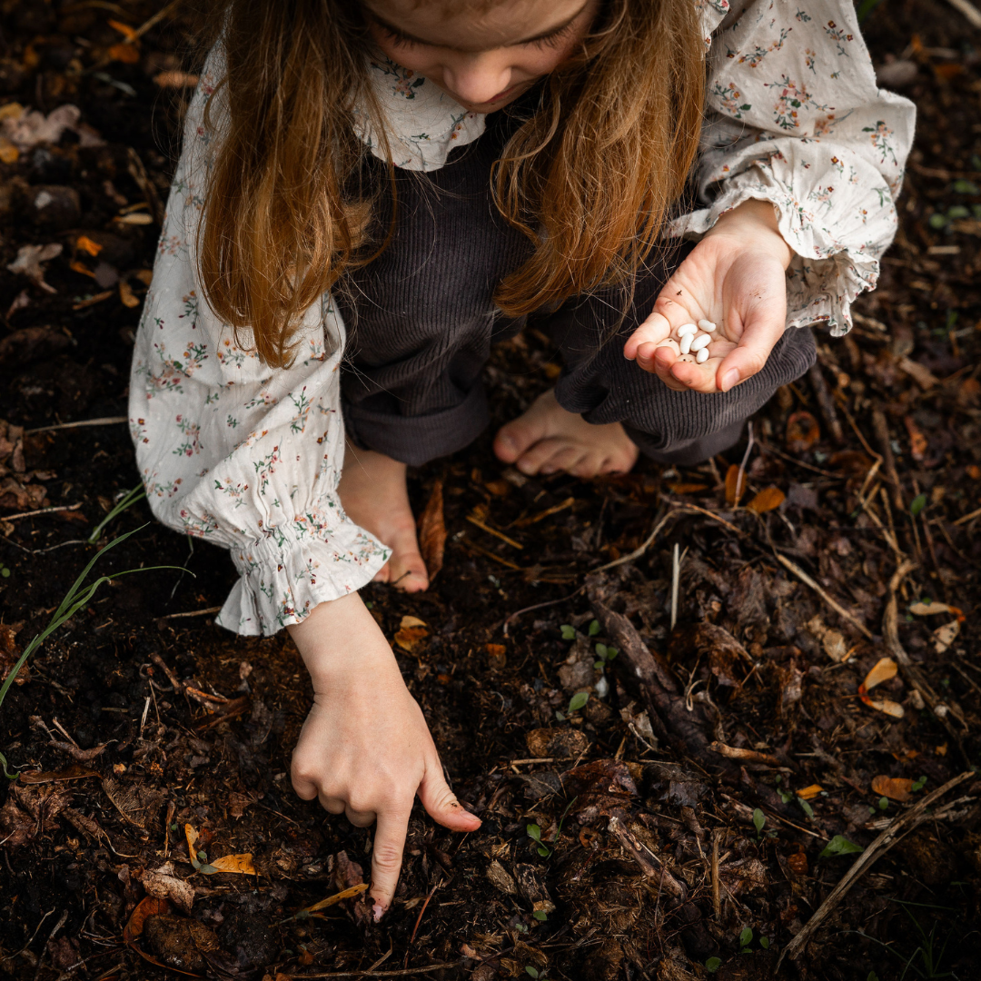 Ekologisk Ruccola - Wasabiruccola
