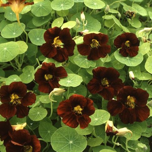 Buskkrasse 'Black Velvet'