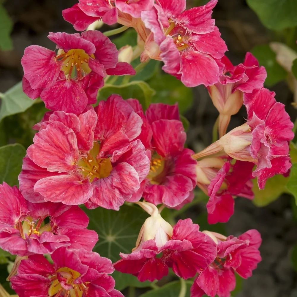 Buskkrasse 'Jewel Cherry Rose'