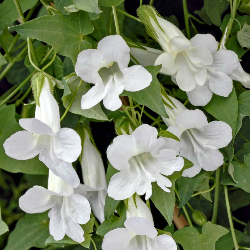Maurandia 'Snow White'