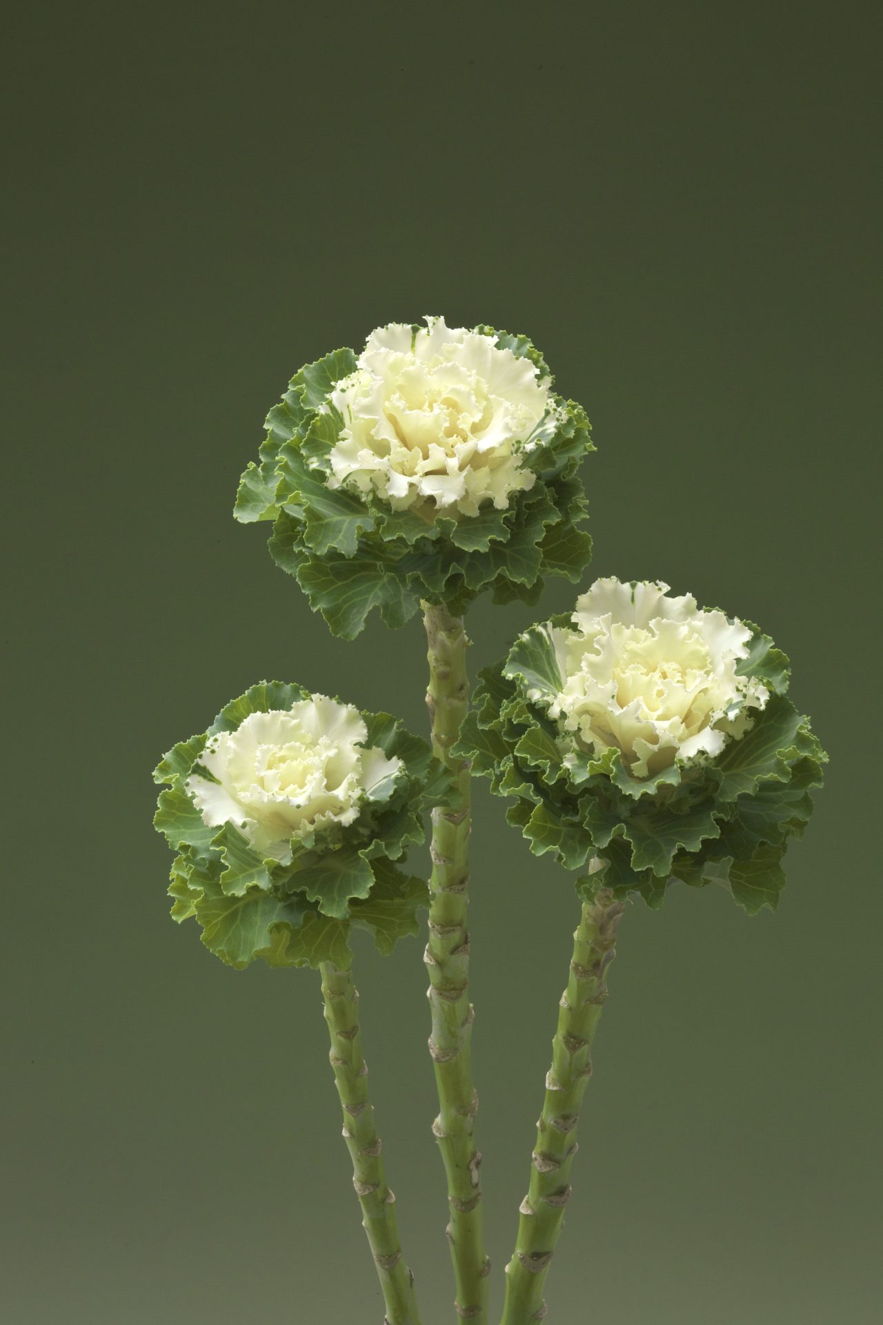 Prydnadskål 'Crane Ruffle White'