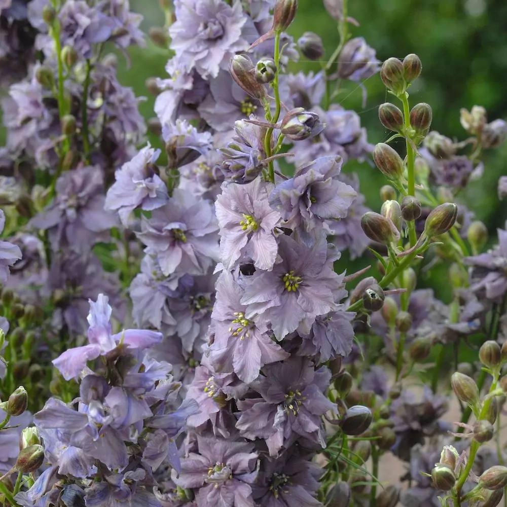 Riddarsporre 'Misty Lavender'