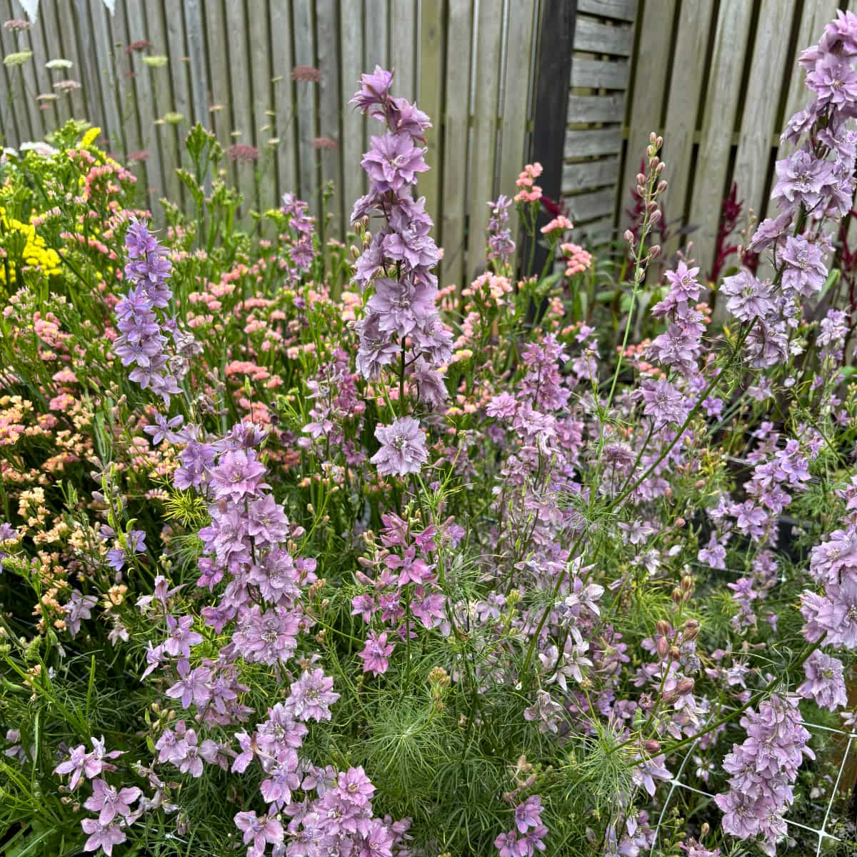 Riddarsporre 'Misty Lavender'