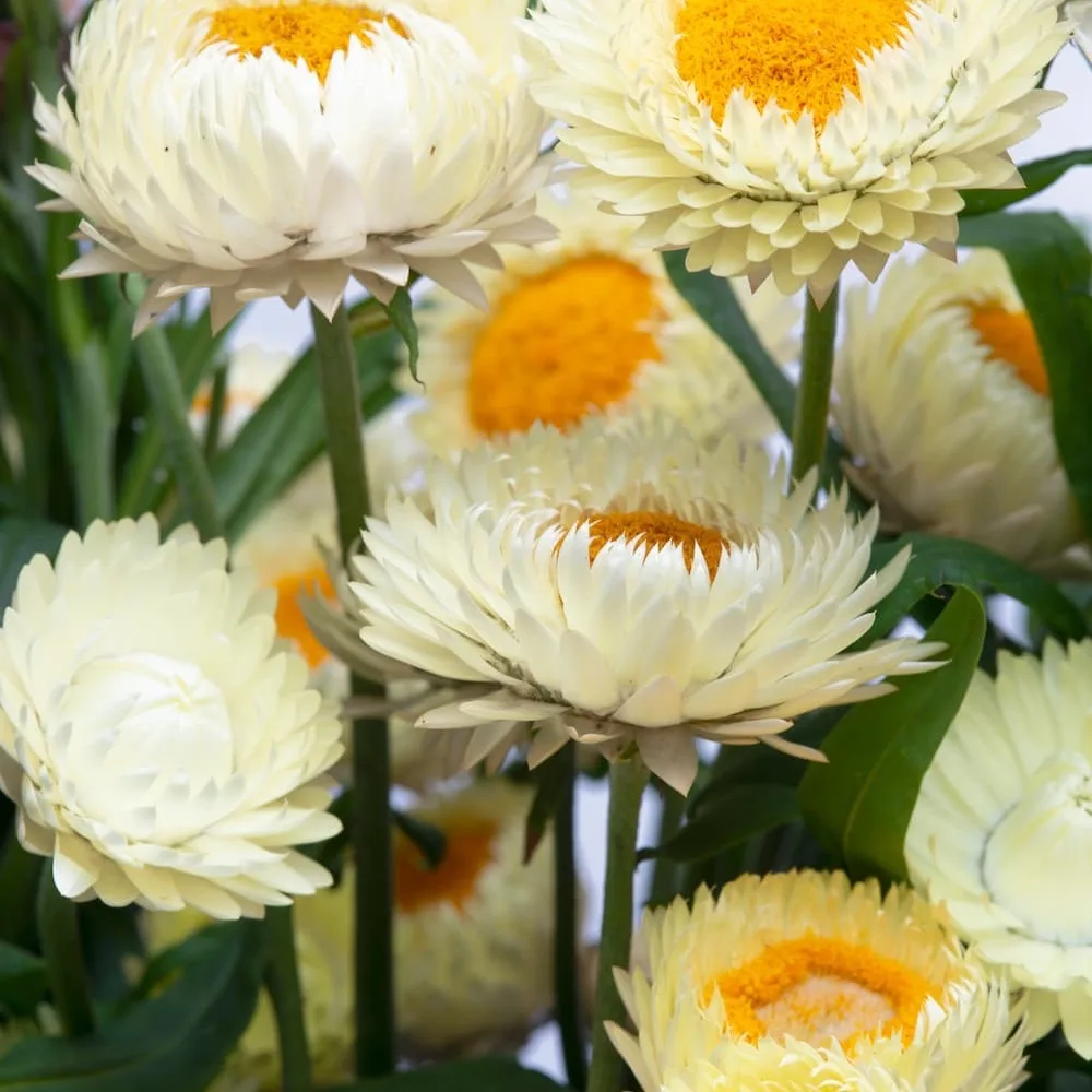 Jätteeternell 'King Size Frosted Sulphur'