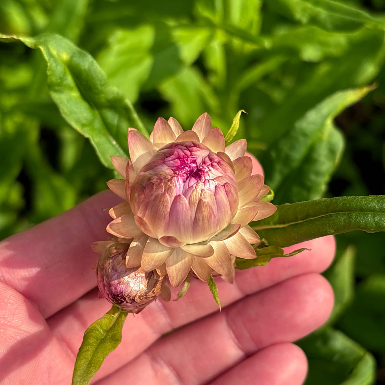Jätteeternell 'King Size Silvery Rose'