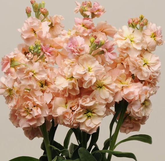 Lövkoja 'Katz Apricot' - 2
