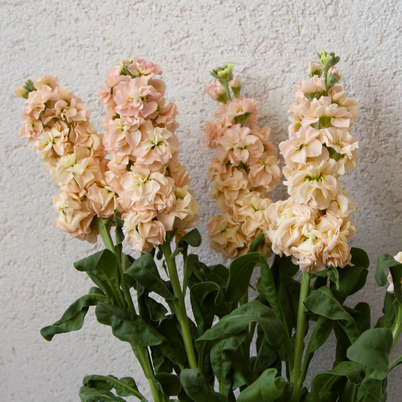 Lövkoja 'Katz Apricot'