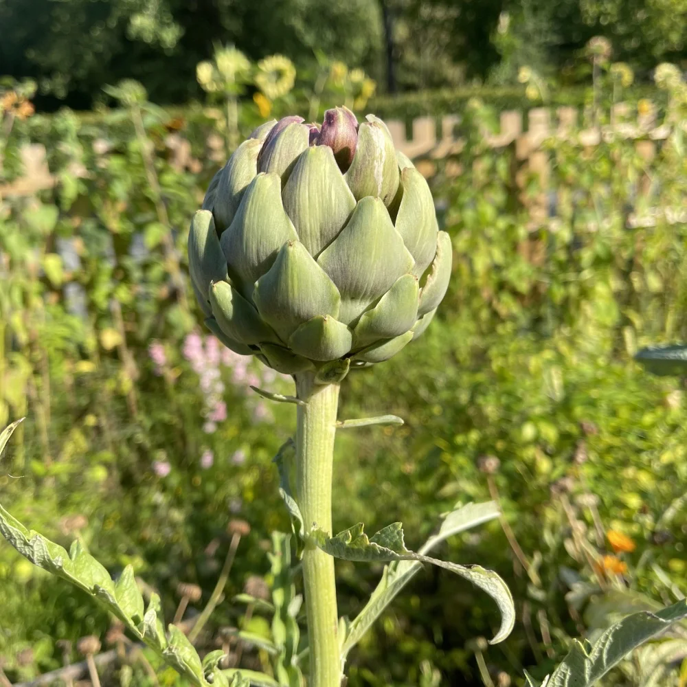 Kronärtskocka 'Romagna Violet' - 3