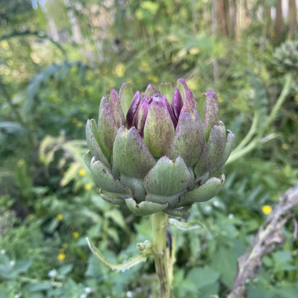 Kronärtskocka 'Romagna Violet'