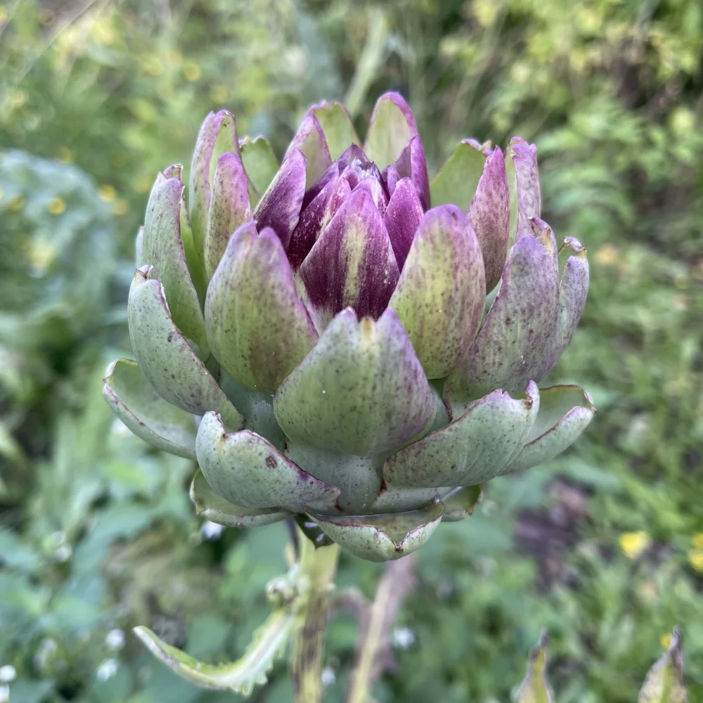 Kronärtskocka 'Romagna Violet'