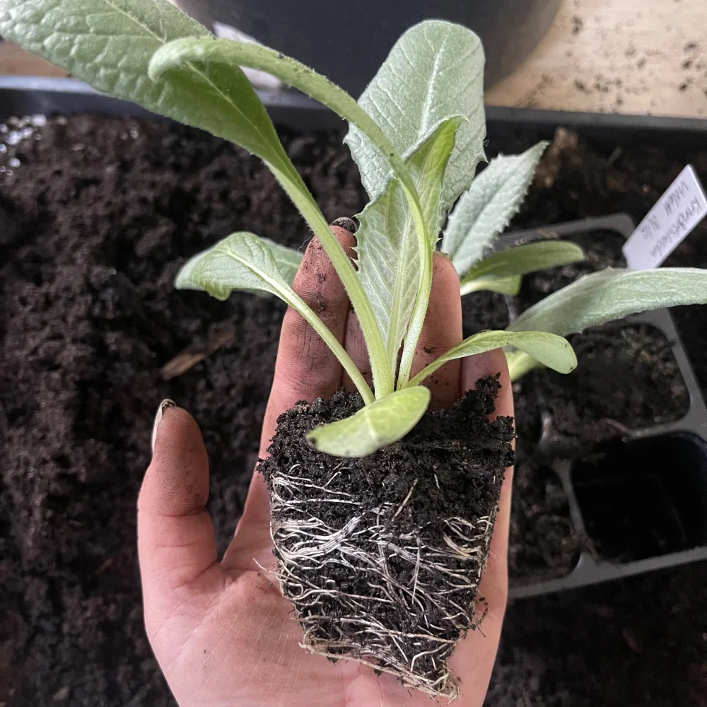 Kronärtskocka 'Romagna Violet' - 4