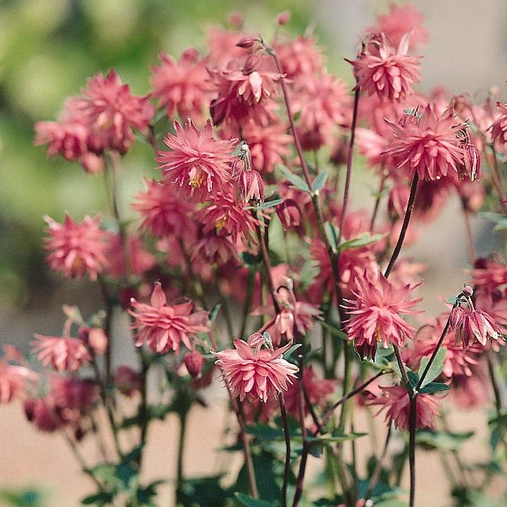 Akleja 'Rose Barlow'