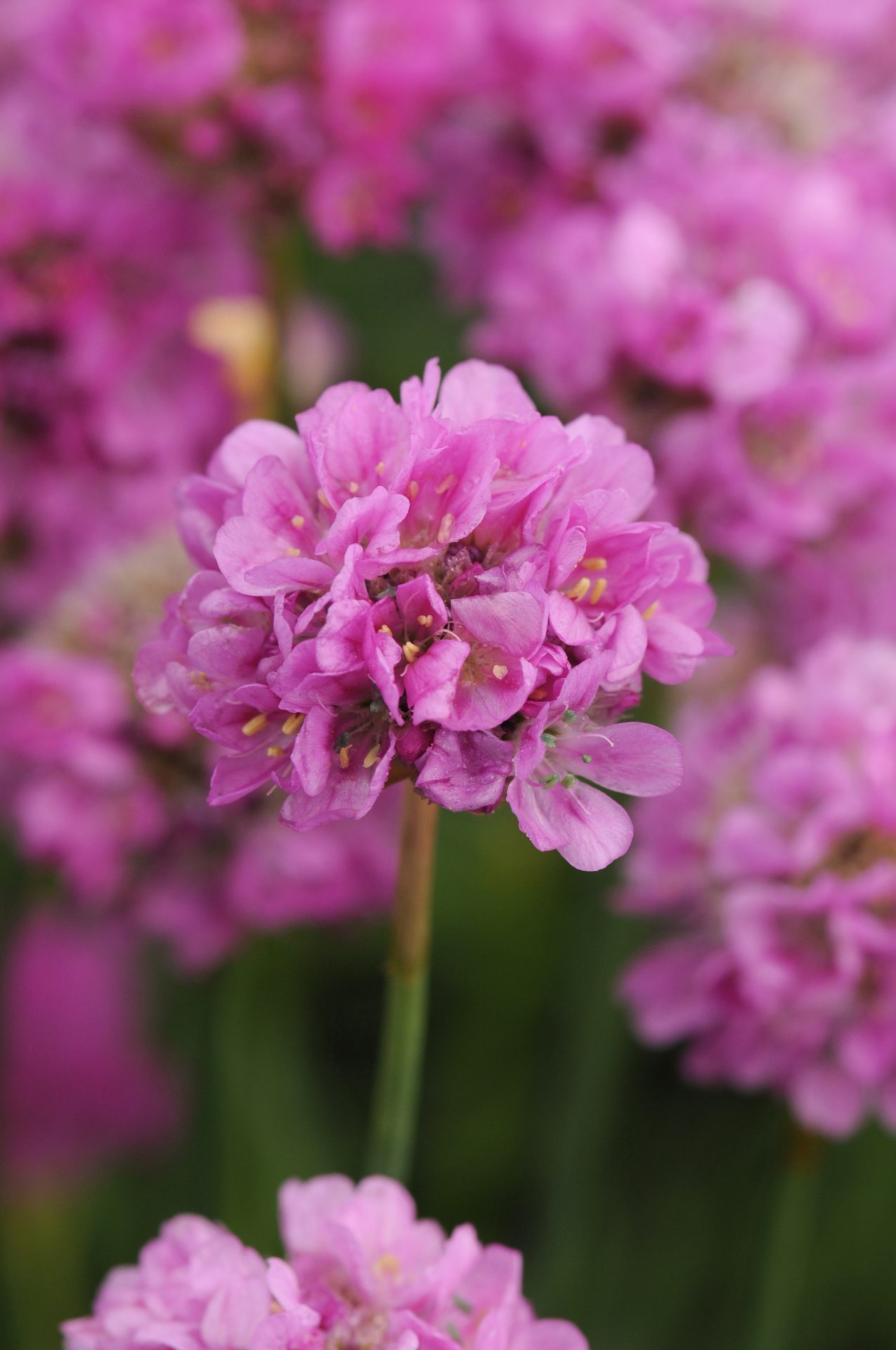 Bredbladig Trift 'Ballerina Lilac'