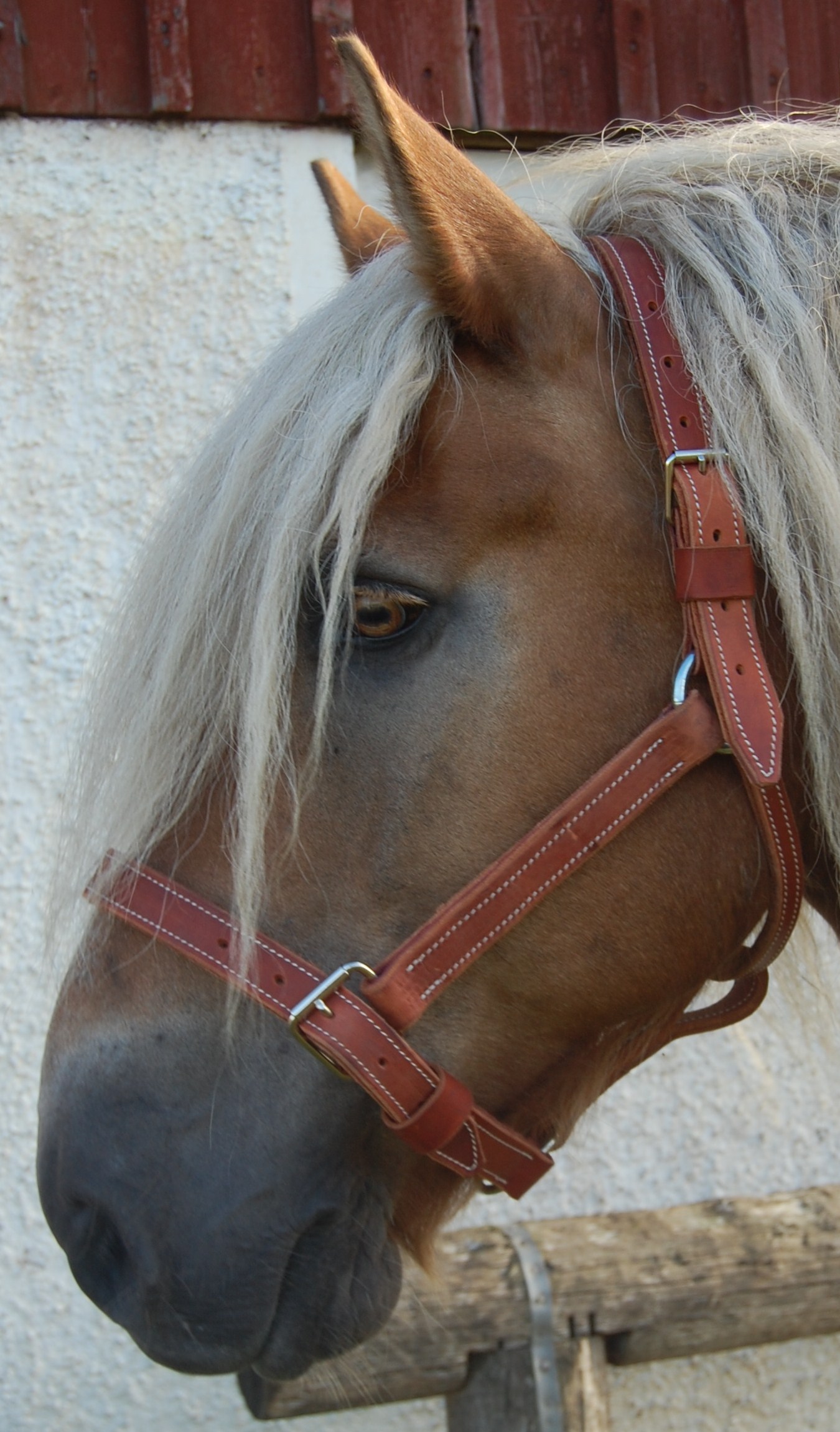 Lädergrimma - 2