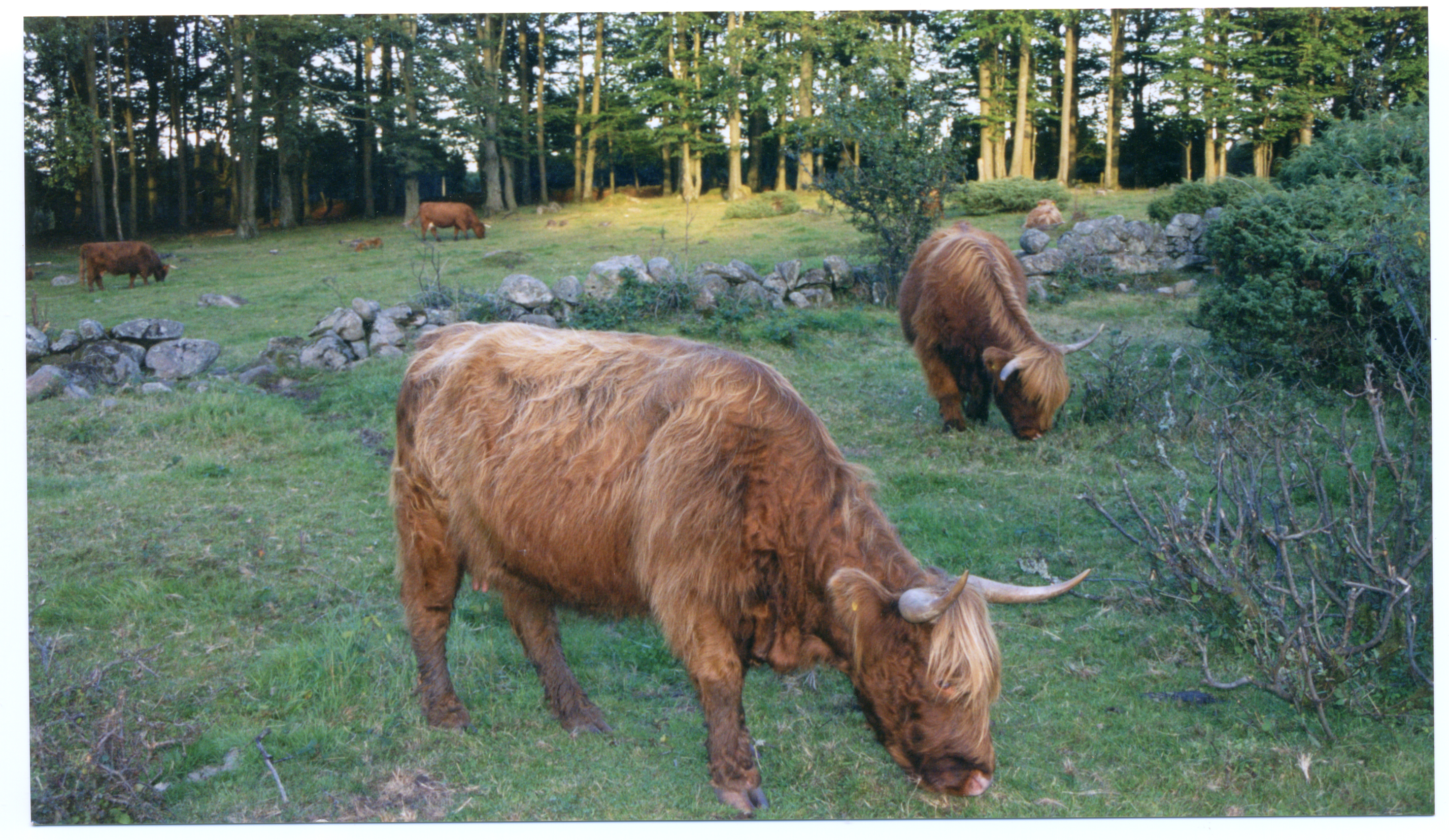 Bilder från förr - 75