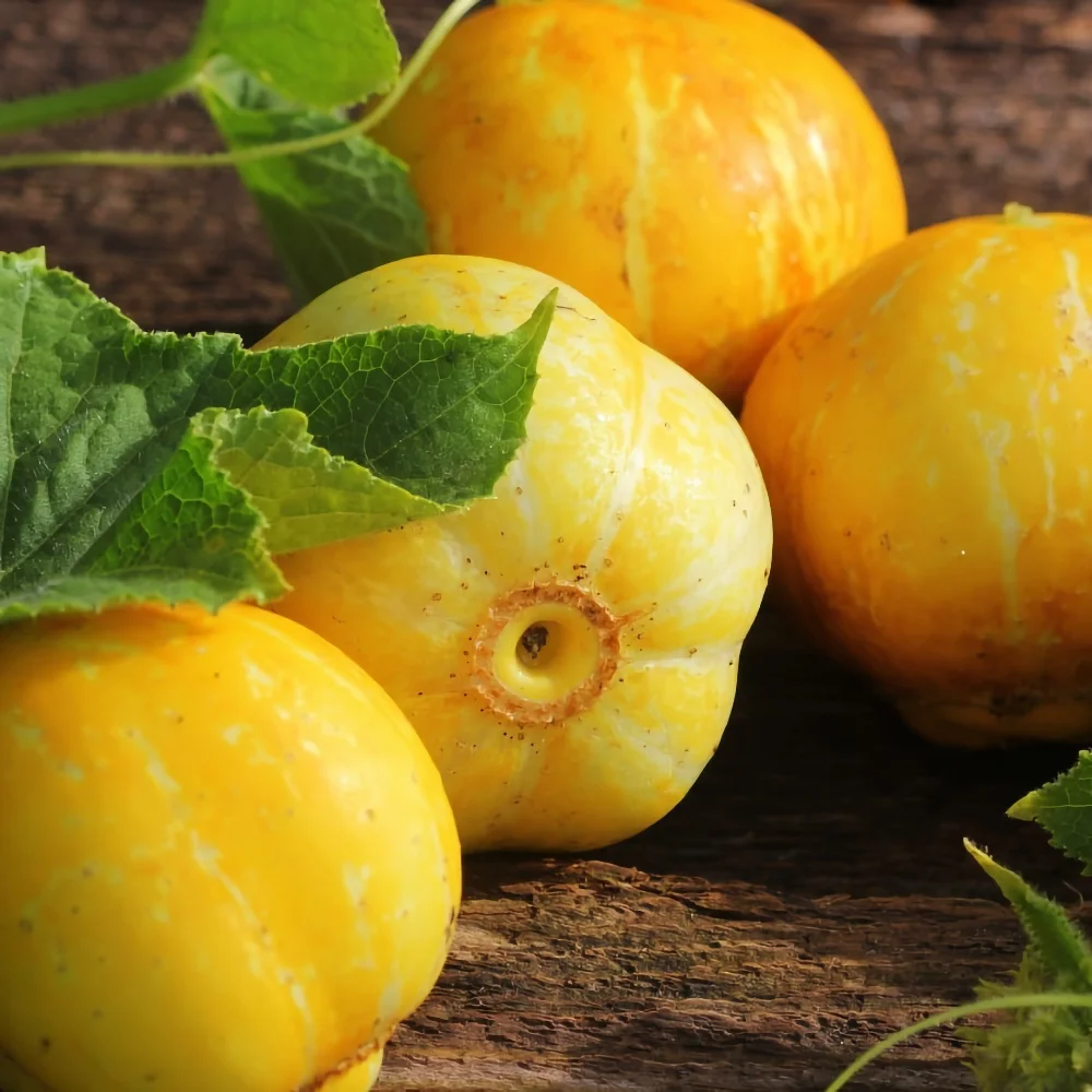 Äppelgurka 'Lemon Apple'