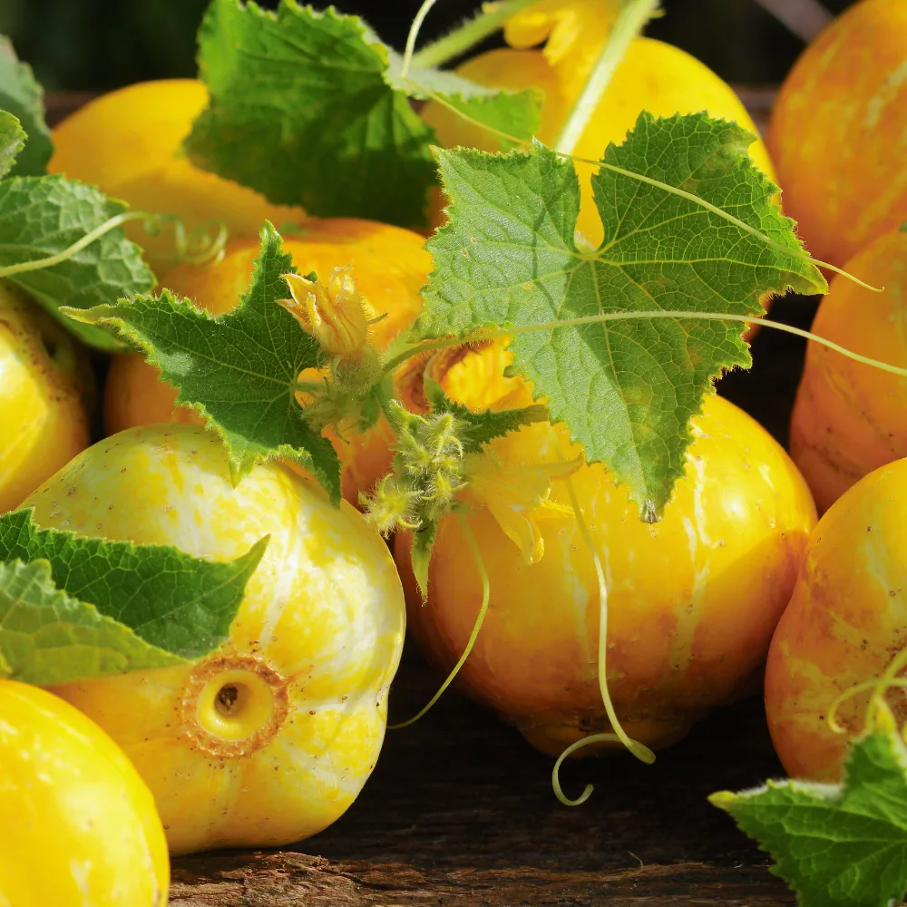 Äppelgurka 'Lemon Apple'