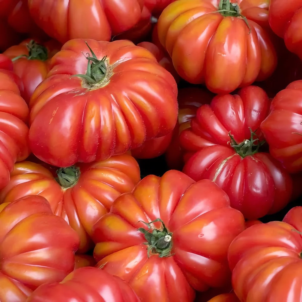 Bifftomat 'Costoluto Genovese'