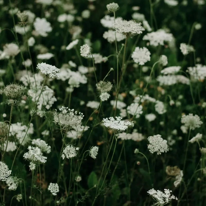 Blomsterhav av vildmorot