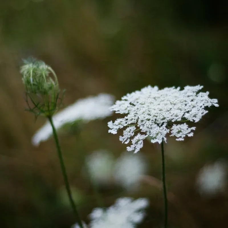 Flockblommor av vildmorot