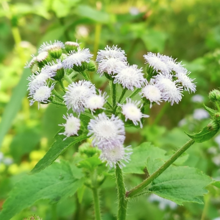 Leverbalsam 'Dondo White'