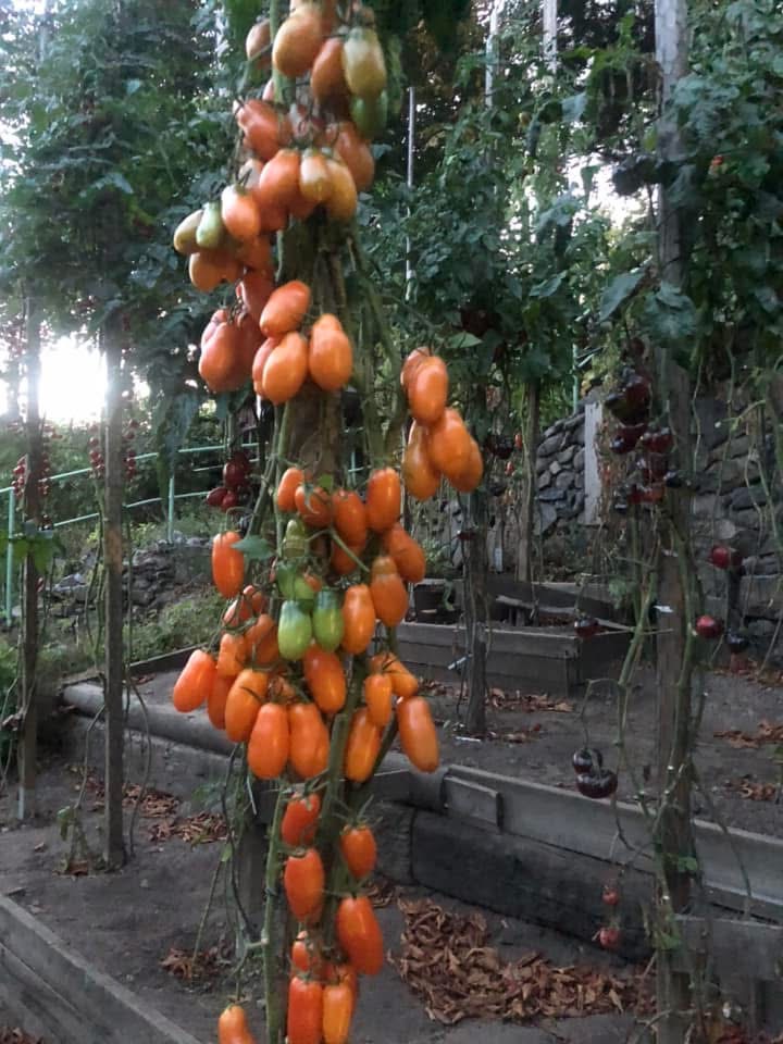 Tomatmannens Tomat Midas, 5 frö - 2