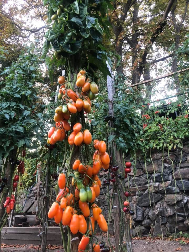 Tomatmannens Tomat Midas, 5 frö