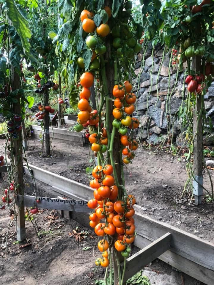 Tomatmannens Tomat Zlatava, 5 frö   - 2