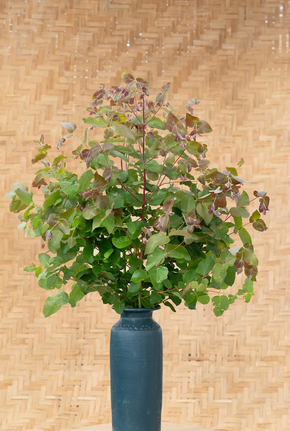 Eucalyptus 'Dunnii'