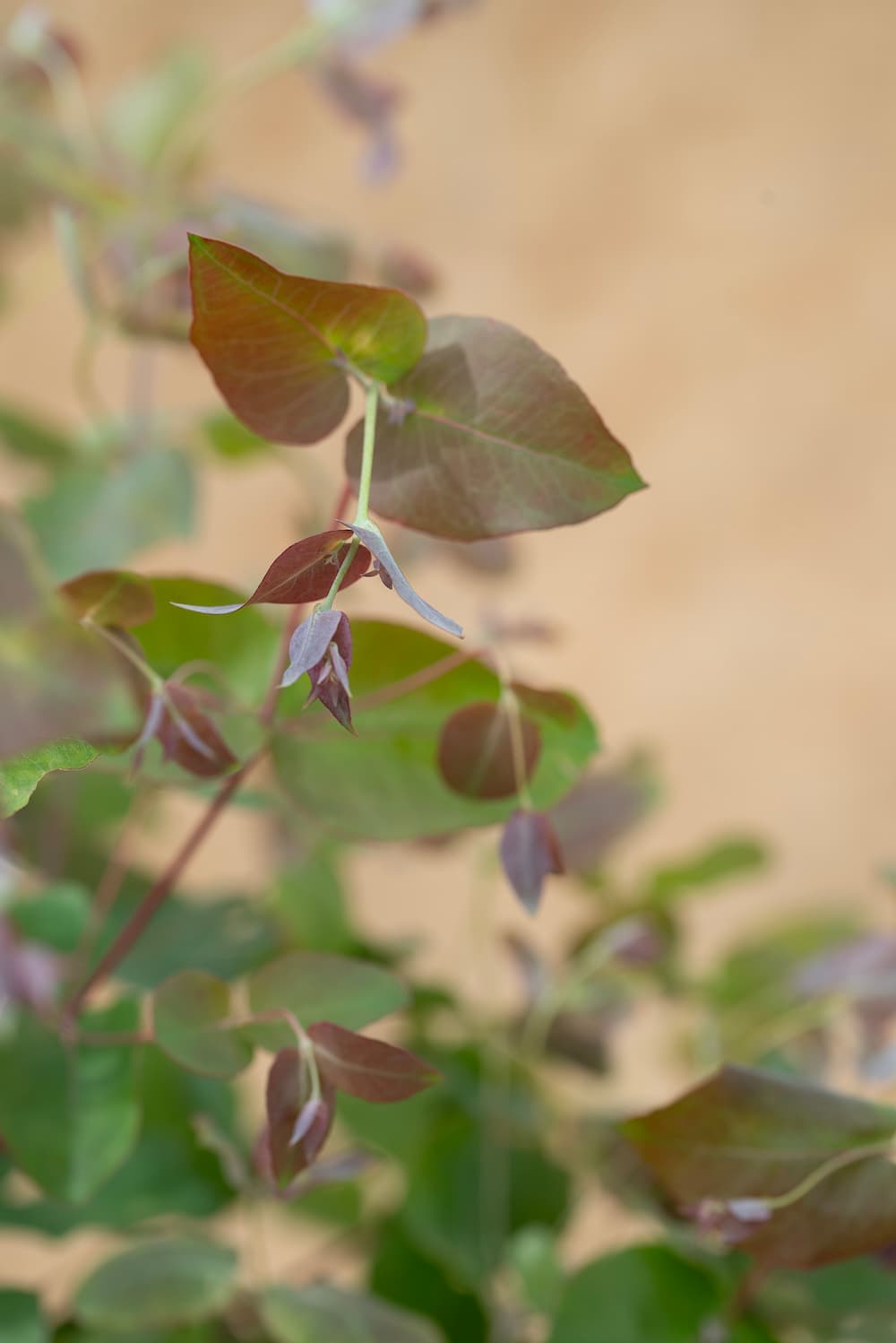 Eucalyptus 'Dunnii'