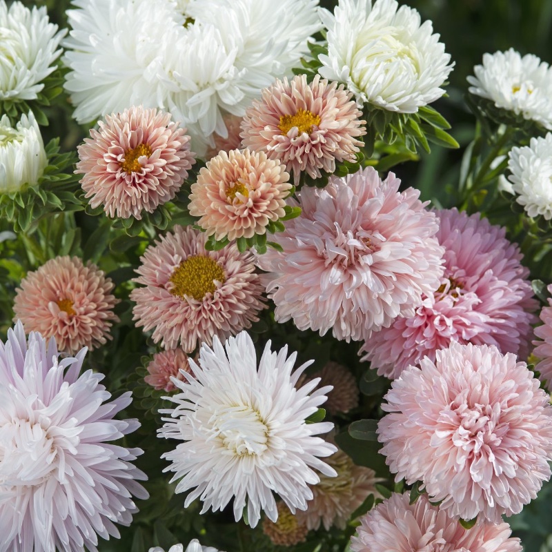 Aster 'The Roses Mixture'