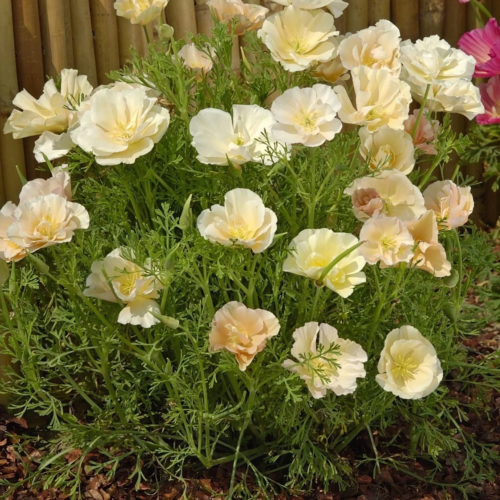 Sömntuta 'Thai Silk Pink Champagne'