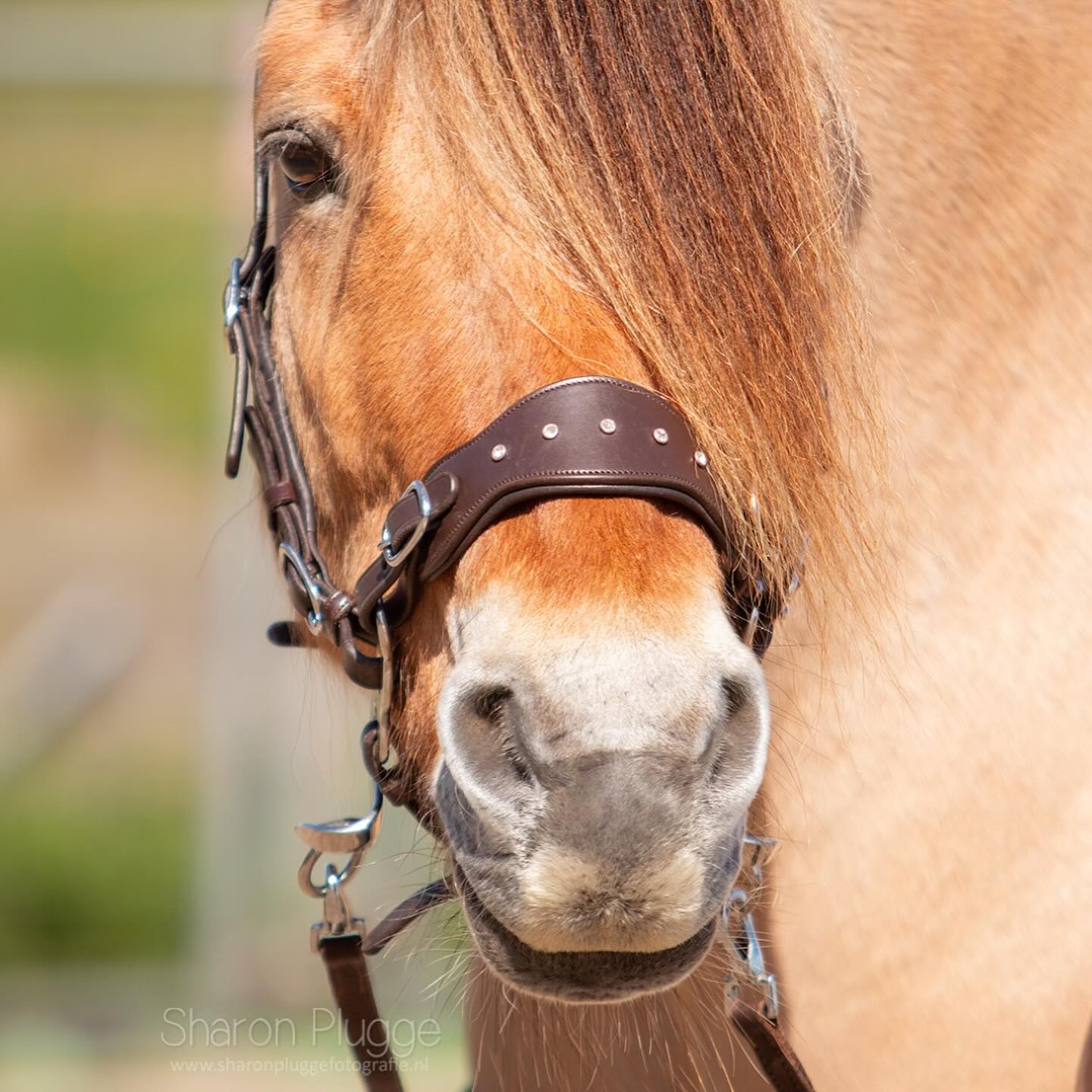 Hackamore EDIX® 'Adore', nosepart + curbstrap - 10
