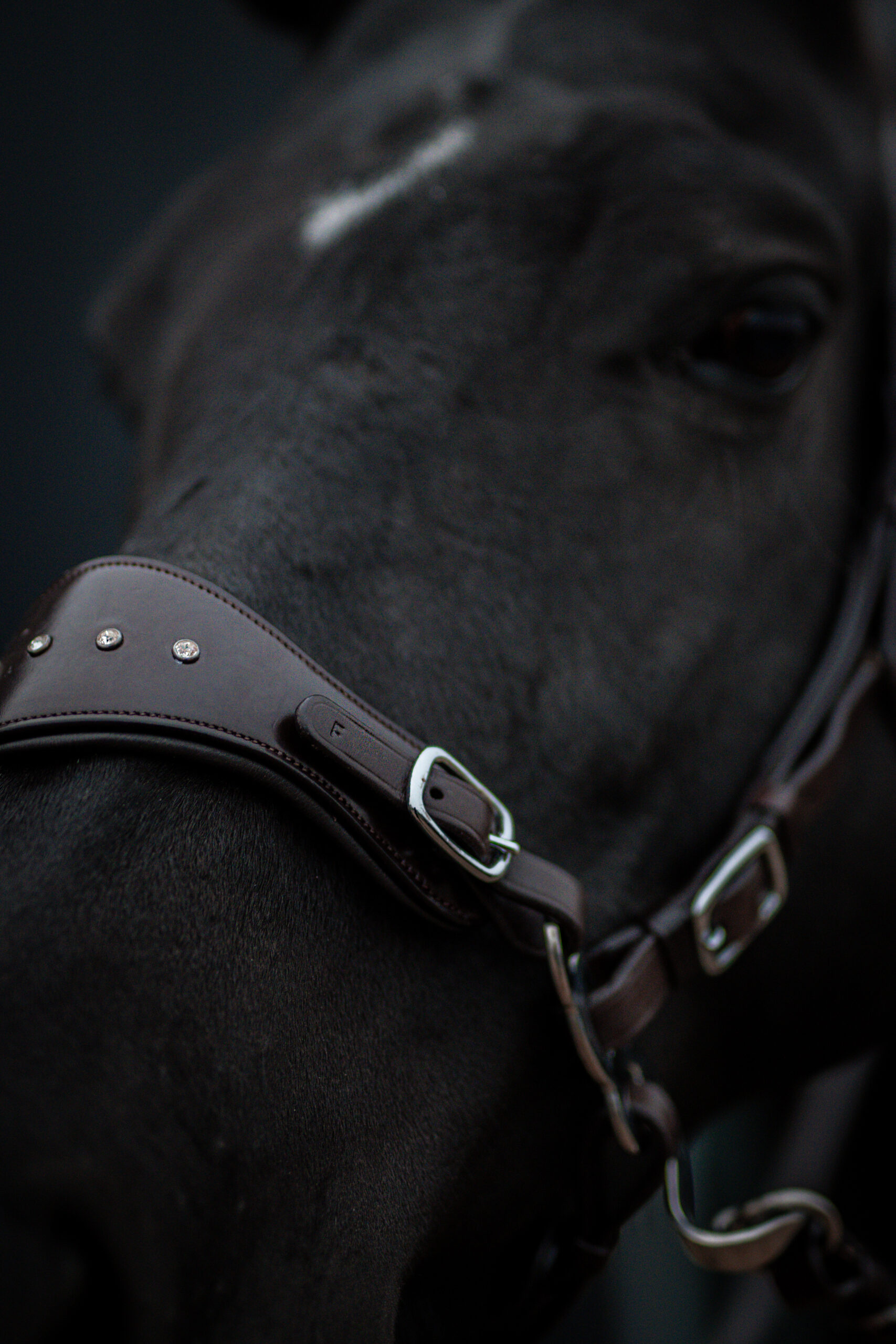 Hackamore EDIX® 'Adore', nosepart + curbstrap - 4