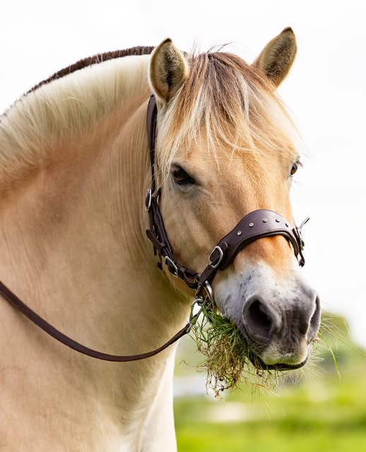 Hackamore EDIX® 'Adore', nosepart + curbstrap - 11