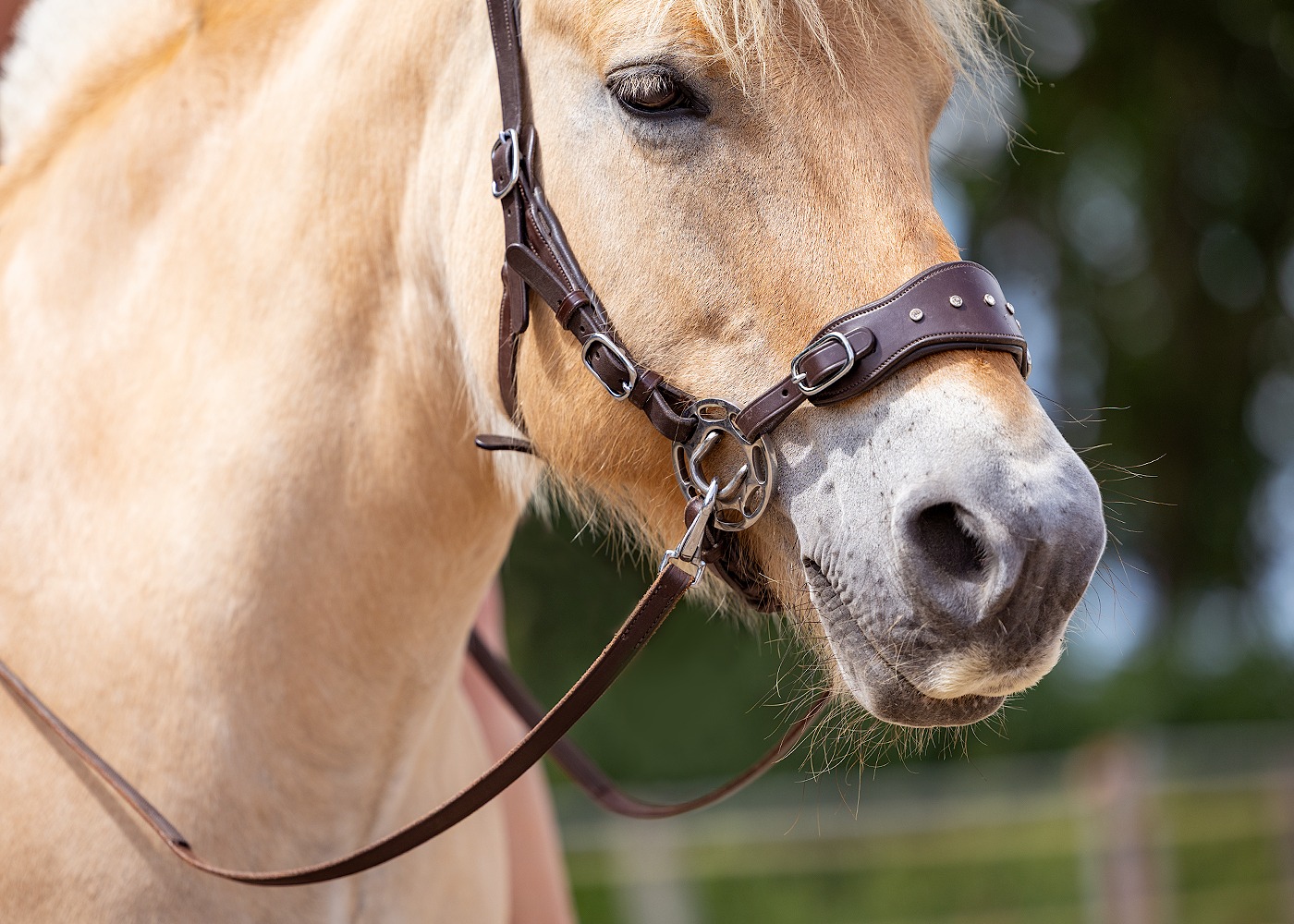 Hackamore EDIX® 'Adore', nosepart + curbstrap - 2